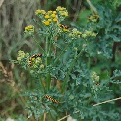 Jacobaea vulgaris - Jakobskruiskruid