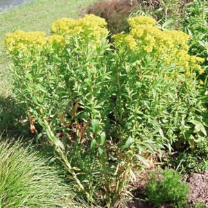 Euphorbia palustris - Moeraswolfsmelk